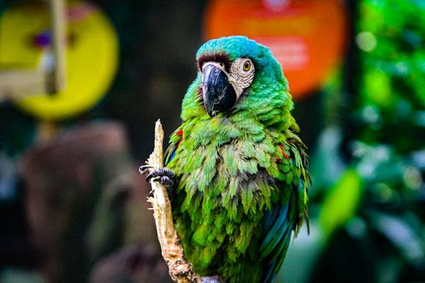 Discover the best ways to purchase Bioparco zoo tickets